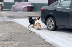 真材实料一“拆”见分晓  标致新408高品质肉眼可“鉴”